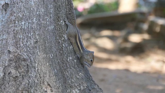 Chipmunk sitting on a tree trunk in the park eating seeds. Forest at background. Close up