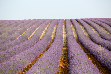 Obraz na płótnie Canvas lavandes en Provence