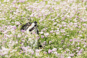 Australian Shepherd Hund sitz in einer Sommerwiese mit Klee
