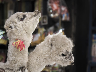 Two stuffed baby-llamas in Canada