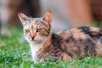 domestic cat lying in the grass and look ahead