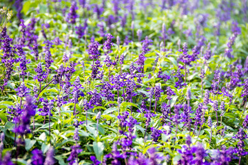 Obraz premium bush of lavandula lavande field bloom
