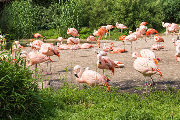 Pink flamingos in the park