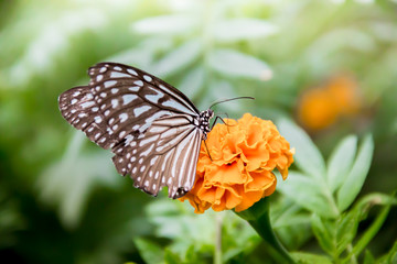 butterfly on a flower 