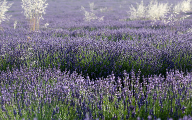 lavandes en Provence