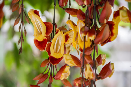 Thunbergia mysorensis hanging flowers of asia