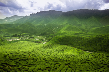 tea plants cameron highlands