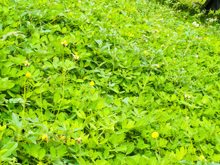 Light green plant background