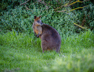Wallaby in the grass looking backwards on Phillip Island in Australia