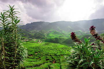 tea plants cameron highlands