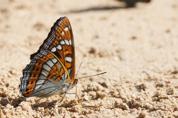 Wing texture