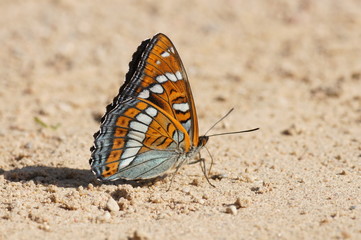 colored wing