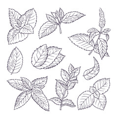 Hand drawn illustrations of mint leaves and branches. Herbal doodle background