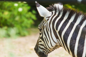 Portrait of a Zebra with head to side
