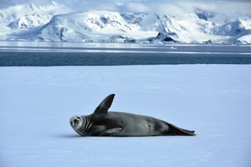 Crabeater seal in Antarctica playing on fast ice