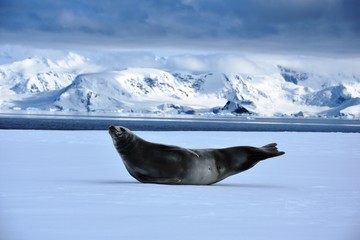 Crabeater seal in Antarctica playing on fast ice