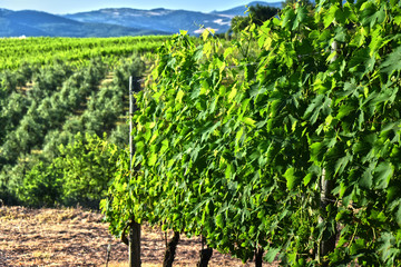 Fototapeta na wymiar Vineyard near the city of Montalcino, Tuscany, Italy