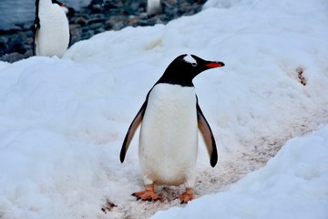 Fototapeta premium Gentoo Penguins on Cuverville Island, Antarctica