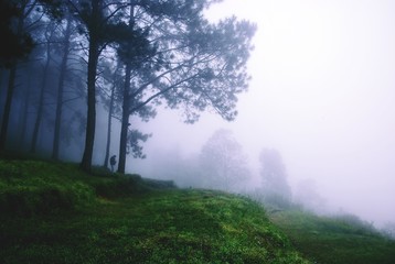 Obraz na płótnie Canvas Beautiful natural landscape in the morning mist.