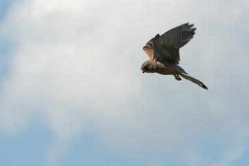 Turmfalke im Flug