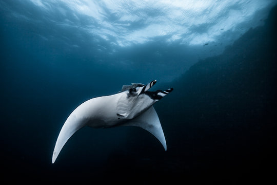 Flight of a giant manta ray