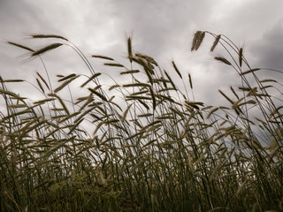 Obraz premium corn on a field under cloudy sky