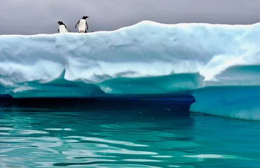 Fotobehang Antarctica Pinguïns neergestreken op ijsberg in de buurt van Cuverville Island, Antarctica