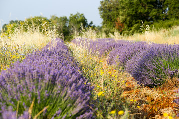 Fototapeta premium lavandes en Provence