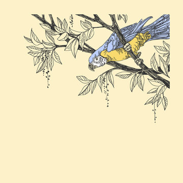 recommend clip art: Beautiful tropical background with Ara parrot. Parrot sitting on the branches of a tree. Vintage style. Vector illustration.