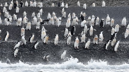 Chinstrap penguins playing in the surf on a black sand beach on Deception Island, Antarctica © Katherine