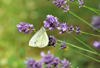papillon sur fleur de lavande