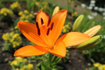 Asiatic hybrid lily 'Apeldoorn' one orange flower and buds