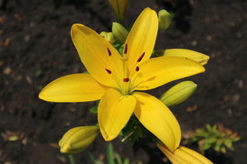 L.A. Hybrid Lilie 'Serrada' large sunny yellow flower and buds