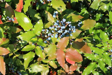 Mahonia aquifolium blue berries and green leaves on a sunny day