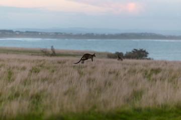 Wallaby jumping in the grass at sunset with ocean in the background