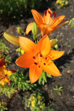 Asiatic hybrid lily 'Apeldoorn' two orange flowers and buds