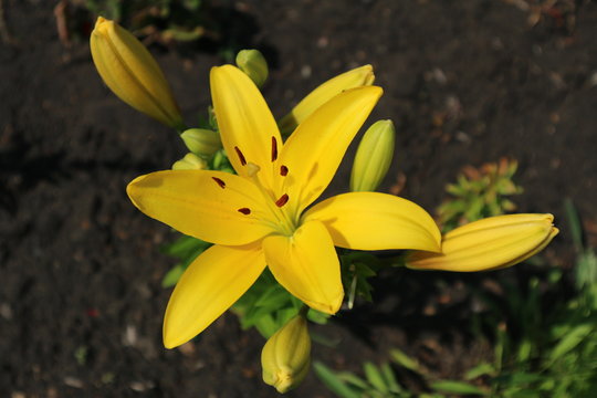 Fototapeta L.A. Hybrid Lilie 'Serrada' large sunny yellow flower and buds
