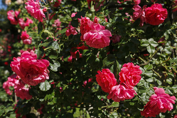 beautiful pink roses, flower background