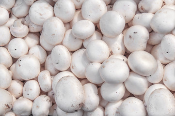 Organic white healthy fresh whole mushrooms, healthy food