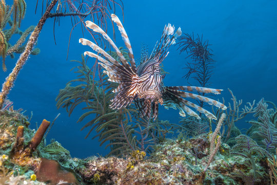 Flying lion fish