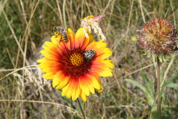 A bee and a beetle on a bright flower