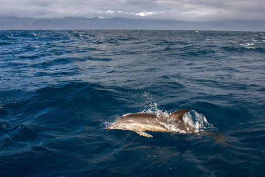 Golfinho Riscado nos A&ccedil;ores