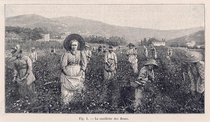 Perfume Manufacture - 1898. Date: 1898