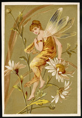 Fairy on Flower. Date: circa 1880