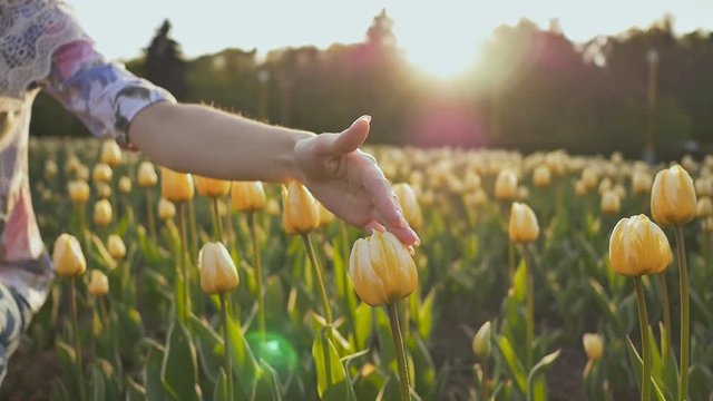A young girl touches and enjoys colorful tulips in the evening in the summer.