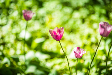 pink tulips in the garden