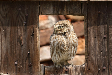 Little owl at the window