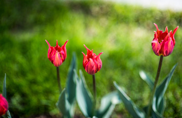 Group of red tulips sort princess irene roze in the park. Spring landscape.