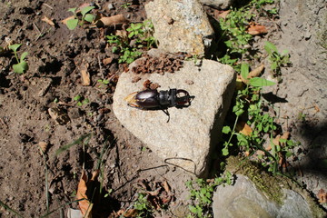 Stag beetle  (Lucanus cervus) on stone, Slovakia