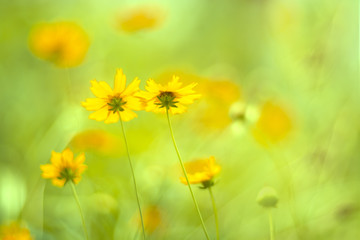 Yellow flowers of the Cosmos on a gentle background. Beautiful yellow flowers with sunlight,